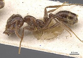 Solenopsis gayi