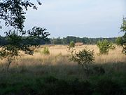 Ginkelse Heide gezien vanuit Sysselt