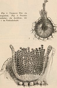 Fig. 1. Uromyces pisi; een spermogonium. Fig. 2. Puccinia grossulariae; een aecium