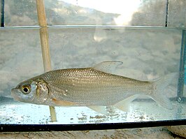 Vimba melanops