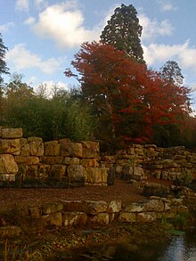 Wellingtonia and rockery