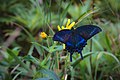 Papilio maackii