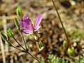 Gewöhnlicher Reiherschnabel Erodium cicutarium