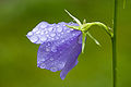 1-1: Regentropfen auf einer Glockenblumenblüte (Campanula sp.)