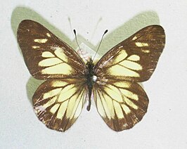 Catasticta eurigania