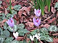 Crocus ligusticus among cyclamens