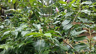 Cryptostegia plant