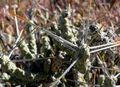 Cylindropuntia ramosissima