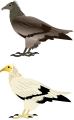 Egyptian Vulture