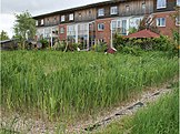 Constructed wetland in a ecological settlement in Flintenbreite near Luebeck, Germany