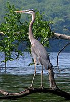 Great blue heron