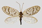 Hemerobius atrifrons – Specimen