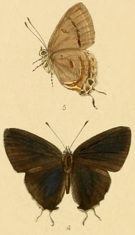 Hypolycaena erasmus