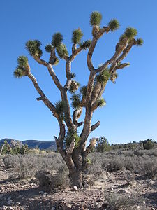 Arizona'daki diken yapraklı bir Avizeağacı (Üreten:Pomakis)