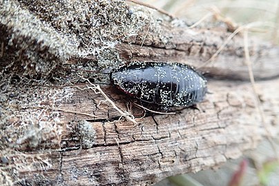 On driftwood. If an adult lacks tegmina (reduced forewing) then it is an introduced Australian species, not M. novaeseelandiae.