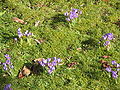 Meadow with Crocus etruscus