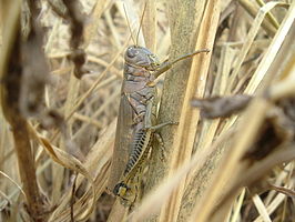 Melanoplus ponderosus