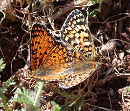 Melitaea telona