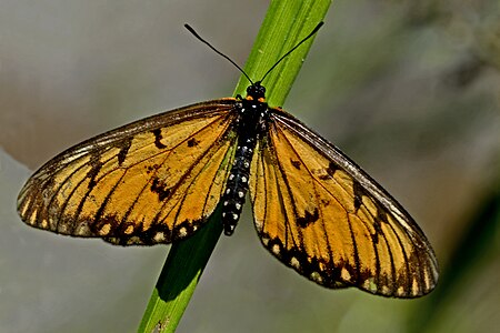 Dorsal view (female)