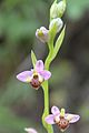 Salep, Orchidaceae (orkideler)/Ophrys schulzei-11