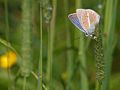 on Phleum pratense, Photo by Kristian Peters