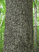 bark