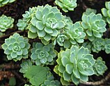 Rhodiola pachyclados