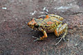 Southern cricket frog