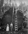 Gefällter Riesenmammutbaum (Sequoia-Nationalpark um 1910)