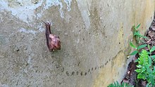 L. fulica climbing a wall and leaving a trail