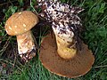 Suillus variegatus