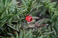 Reifer Samen mit umgebendem Arillus von Taxus cuspidata