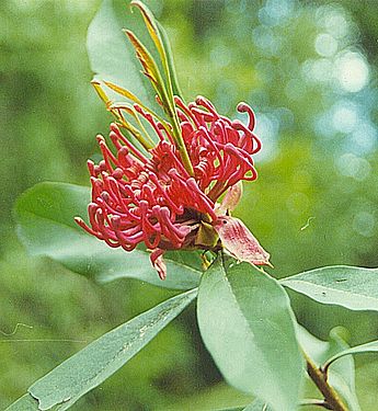 Telopea oreades, a large shrub or small tree in the family Proteaceae and one of two FAs promoted by Cas Liber - the first placed competitor in this round.