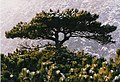 Österreichische Schwarzkiefer (Pinus nigra subsp. nigra) (in Wien auch als Parapluie-Baum bezeichnet[25])