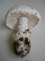 (Amanita ovoidea)