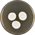 Aspergillus frequens growing on MEAOX plate