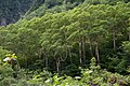 Wäldchen aus Ermans Birken in Hokkaidō