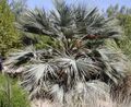 Einige Exemplare bilden bei viel Sonneneinstrahlung sogar fast graugrüne Blätter aus. Diese Palme wächst im Las Vegas Springs Preserve.