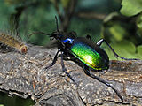 Yetişkin Calosoma sycophanta