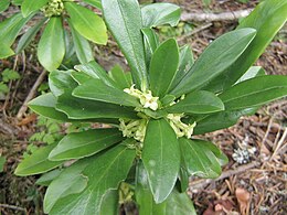 Babérboroszlán (Daphne laureola)