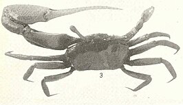 Uca (Leptuca) stenodactylus