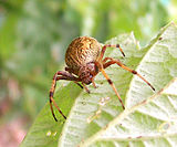 Australian Garden Orb Weaver Spider