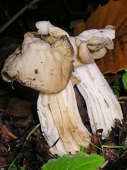 Helvella crispa