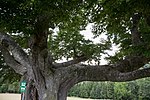 Rotbuche (Fagus sylvatica)