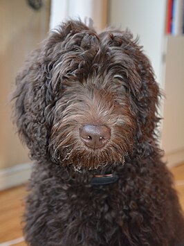 Labradoodle