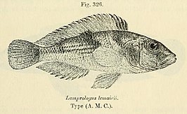 Lamprologus lemairii