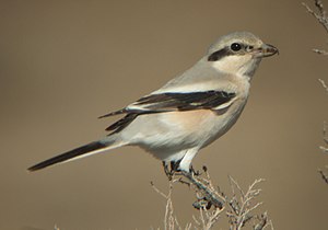 L. e. pallidirostris, in Kazakhstan