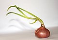 A growing onion Allium cepa.