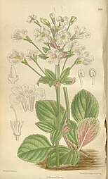 Illustration of whole plant by Matilda Smith