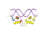 2c7a: STRUCTURE OF THE PROGESTERONE RECEPTOR-DNA COMPLEX